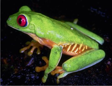 CorelDraw X3 Power Trace image bitmap